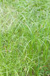 Blunt broom sedge